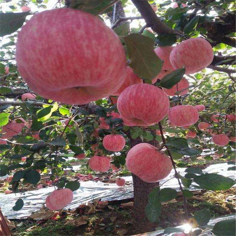 惠农农业 两年2公分定杆带分枝苹果树苗 新2001条红苹果苗