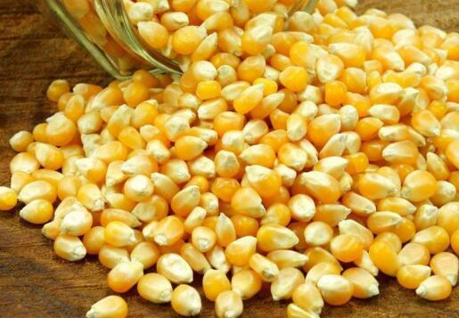 青岛优质玉米种子供应