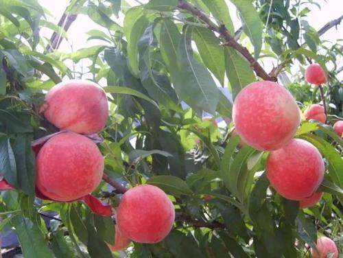水蜜桃种植