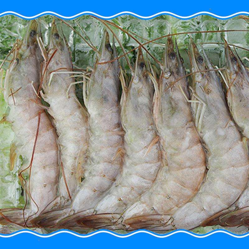 南美对虾养殖技术