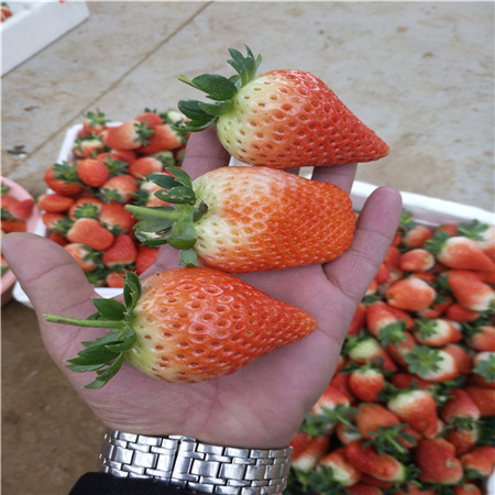 红颜草莓树苗价位
