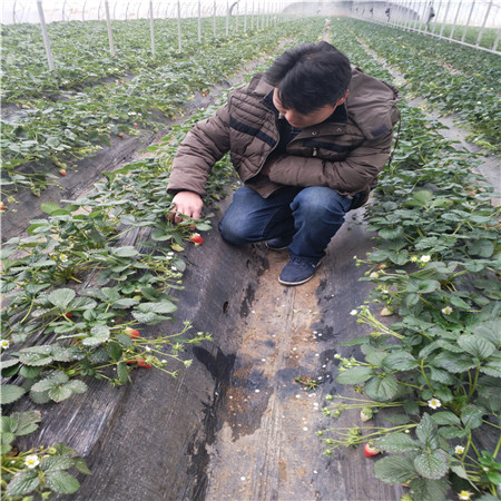 妙香7号草莓树苗生产基地 华艳草莓苗