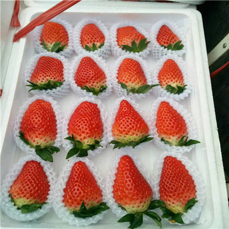 法兰地草莓树苗报价