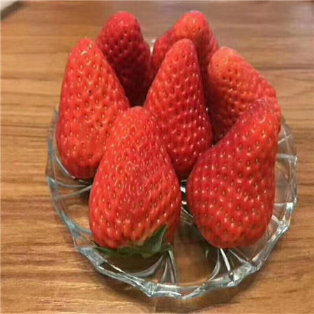 达赛莱克特草莓苗