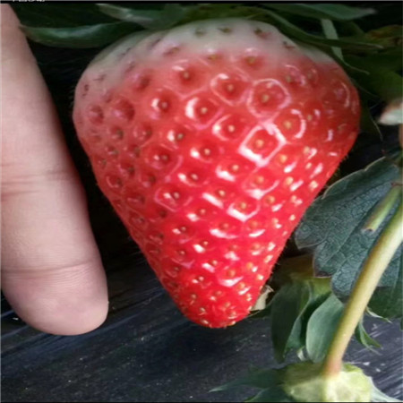 红颜草莓树苗价格 丰香草莓苗