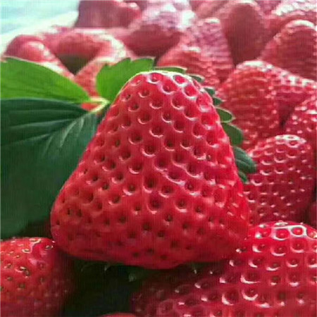 妙香7号草莓树苗生产基地