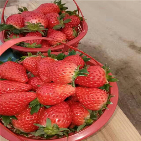 奶油草莓树苗价位