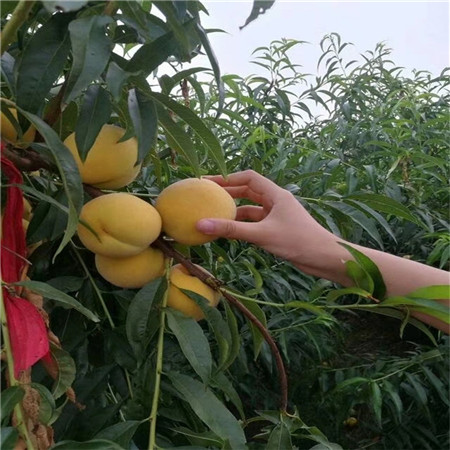 黄一桃树桃苗价位