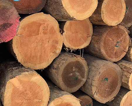 辐射松木材的特性