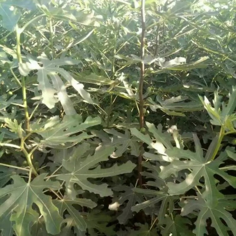 斯特拉無花果樹苗 斯特拉無花果樹苗品種介紹