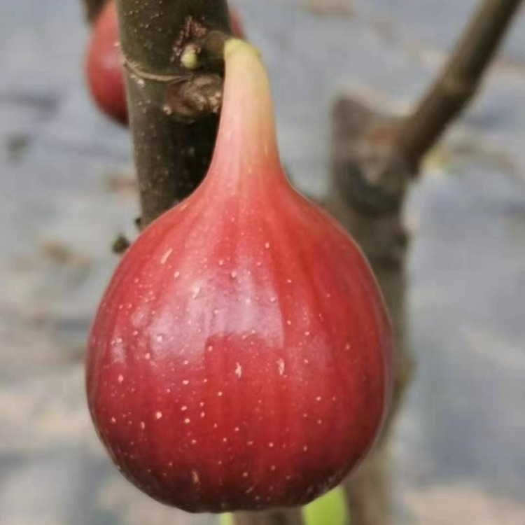 芭勞奈無(wú)花果苗 芭勞奈無(wú)花果苗今年價(jià)格