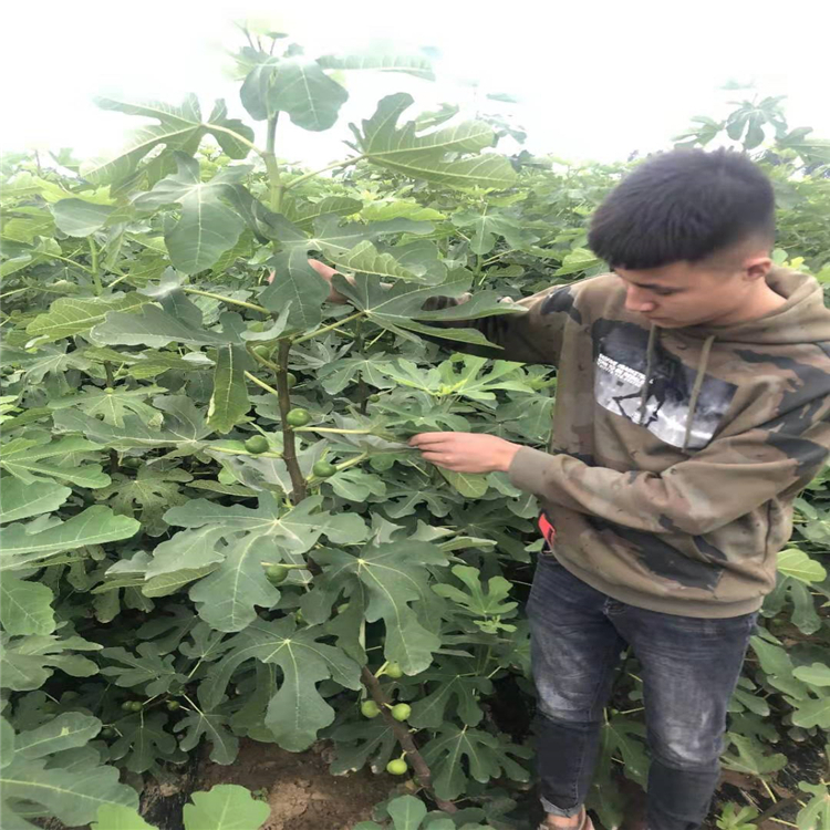 瑪斯義陶芬無(wú)花果樹苗 瑪斯義陶芬無(wú)花果樹苗基地供應(yīng)