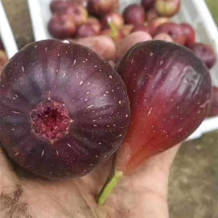 瑪斯義陶芬無(wú)花果樹苗 瑪斯義陶芬無(wú)花果樹苗基地供應(yīng)