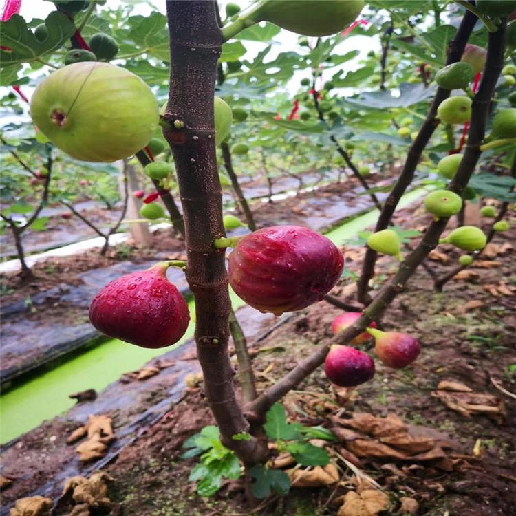 日本紫果無花果苗 日本紫果無花果苗批發(fā)