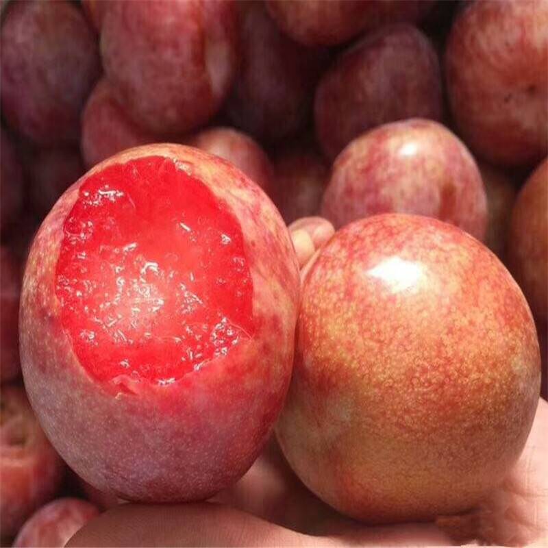 惠农农业 杏李品种恐龙蛋李子苗 8月份成熟果肉红色有香气