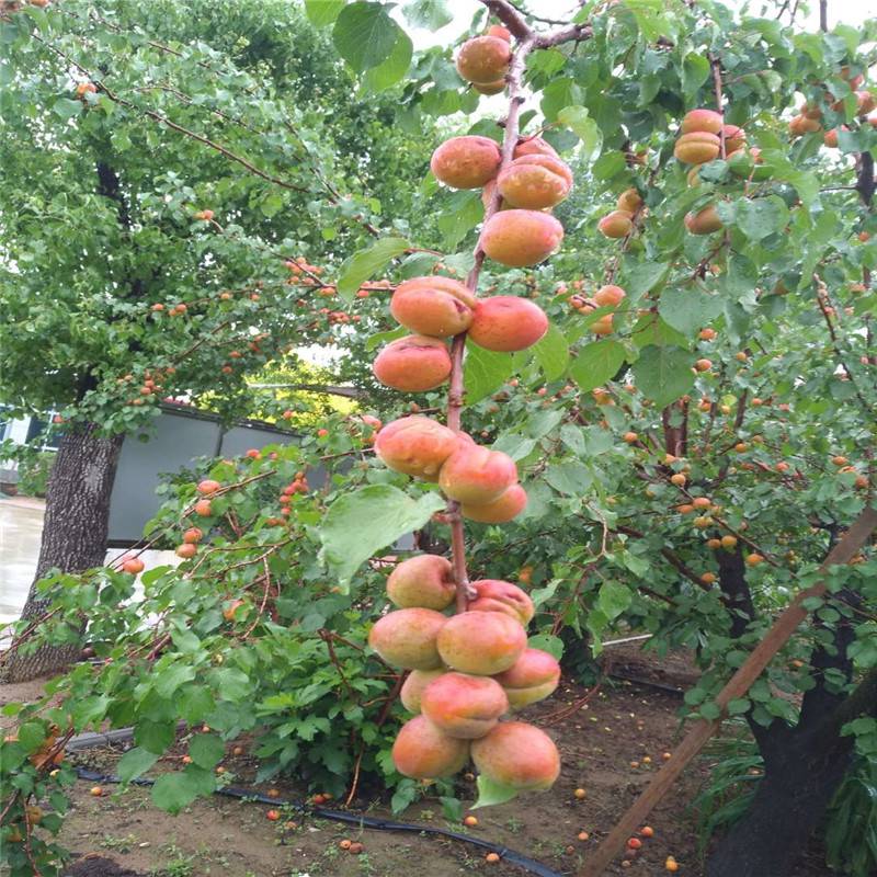 惠农农业 新品种红杏树苗 种植两年挂果颜色漂亮果实丰产