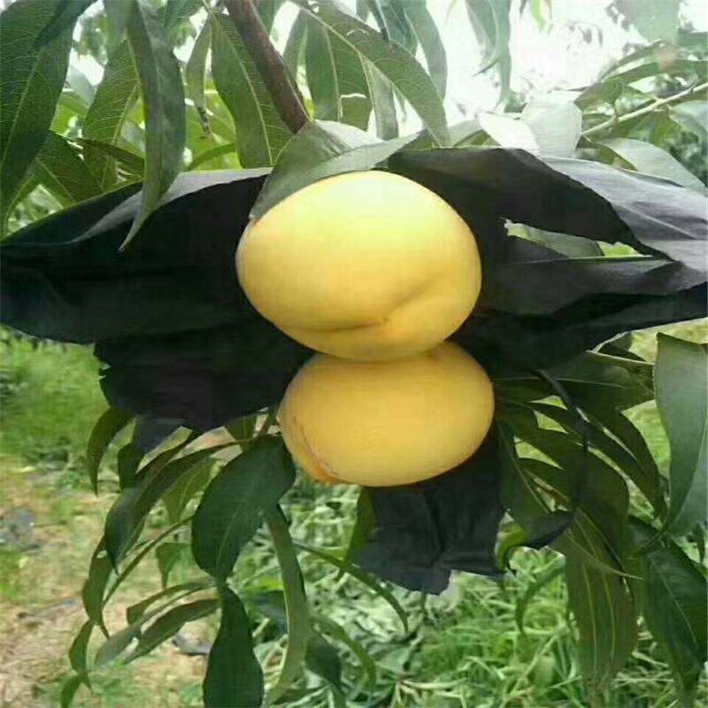 惠农农业 黄金蜜1号桃树苗 早熟自花结果的品种鲜食加工均可