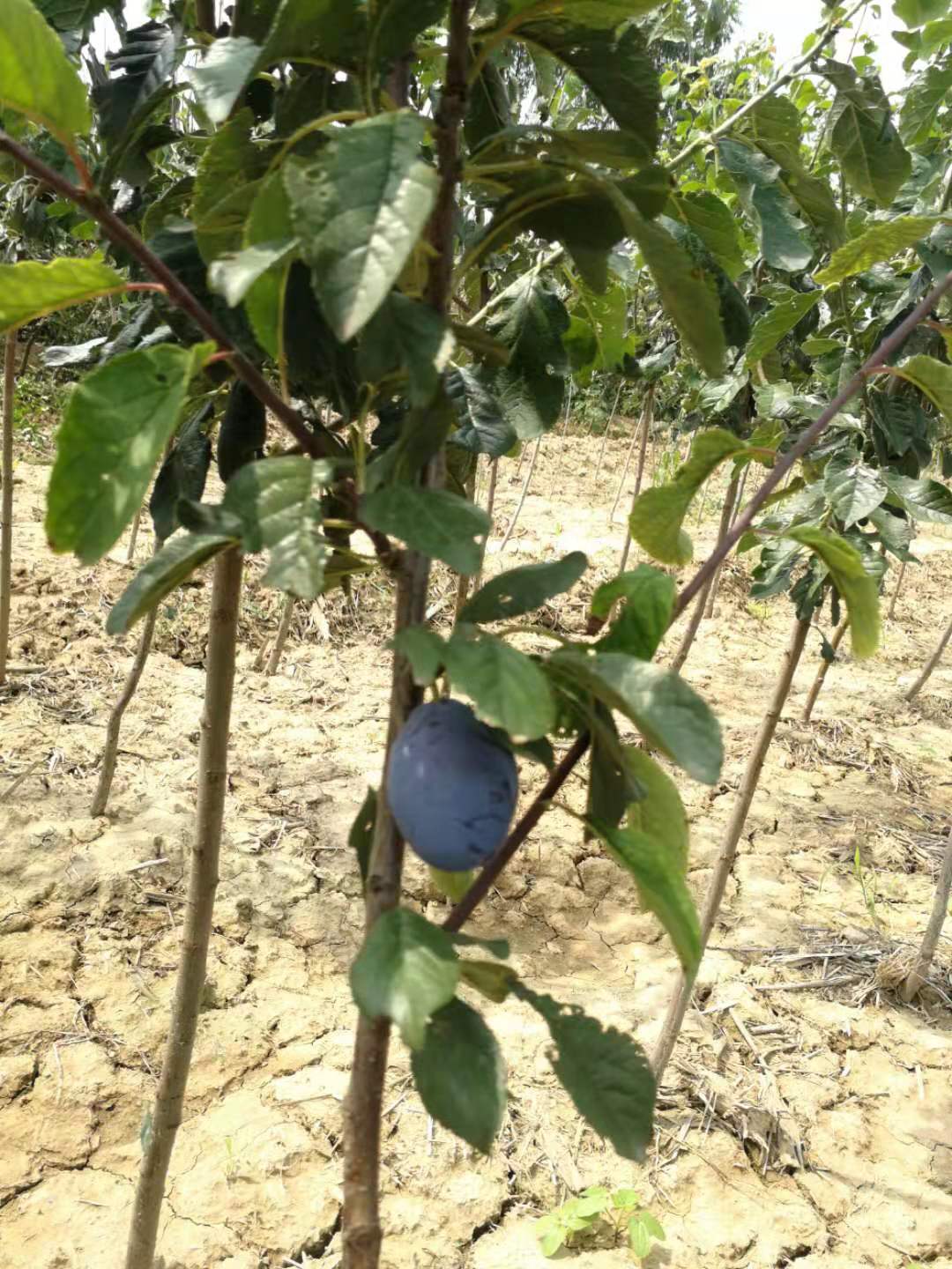 山西西梅李子苗种植基地，2.3公分法兰西李子苗