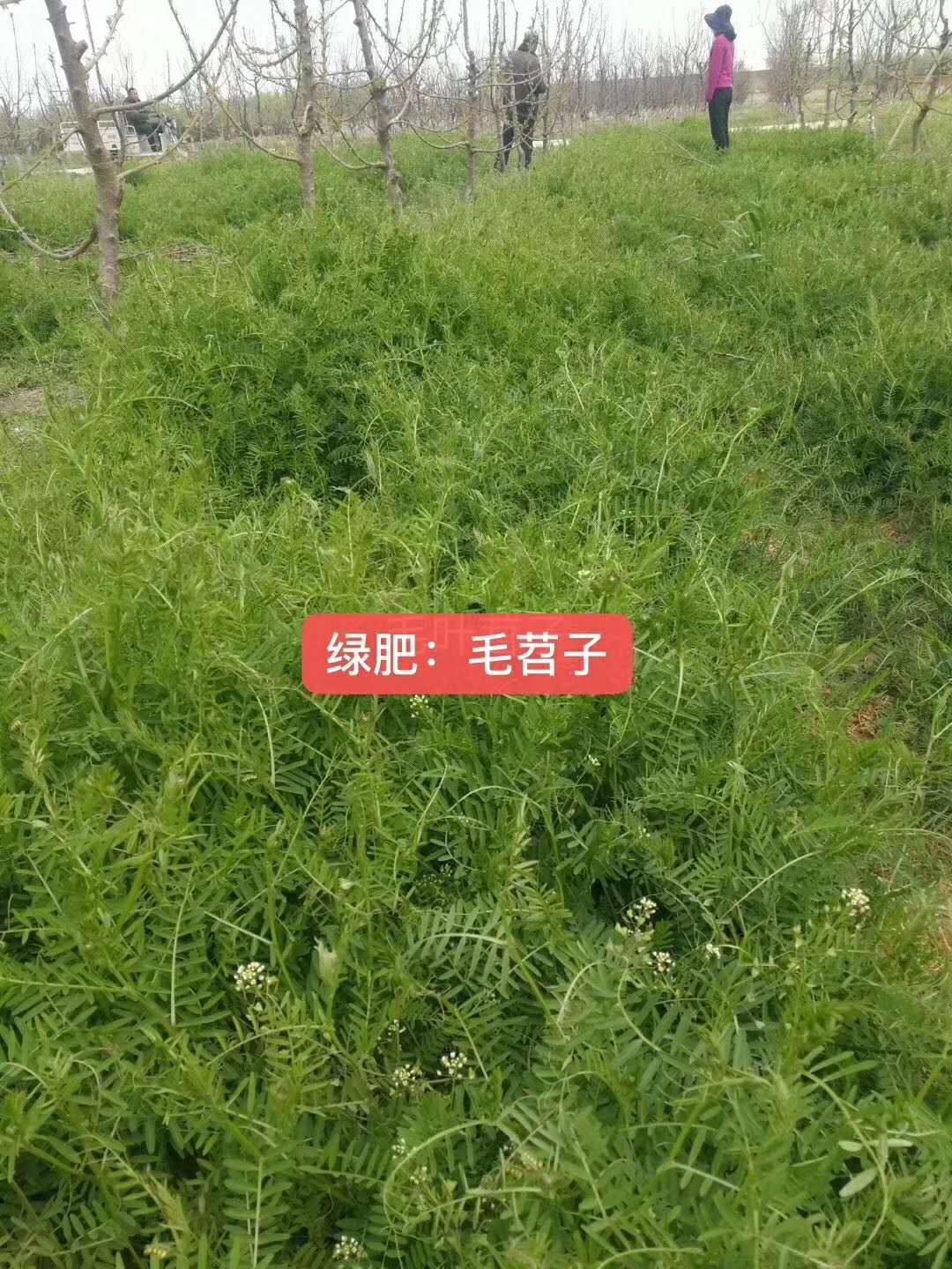 青海新品种韭菜种子