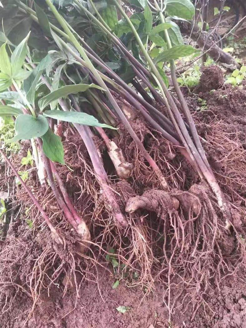 湖南重楼种苗价格虫楼高产量品种