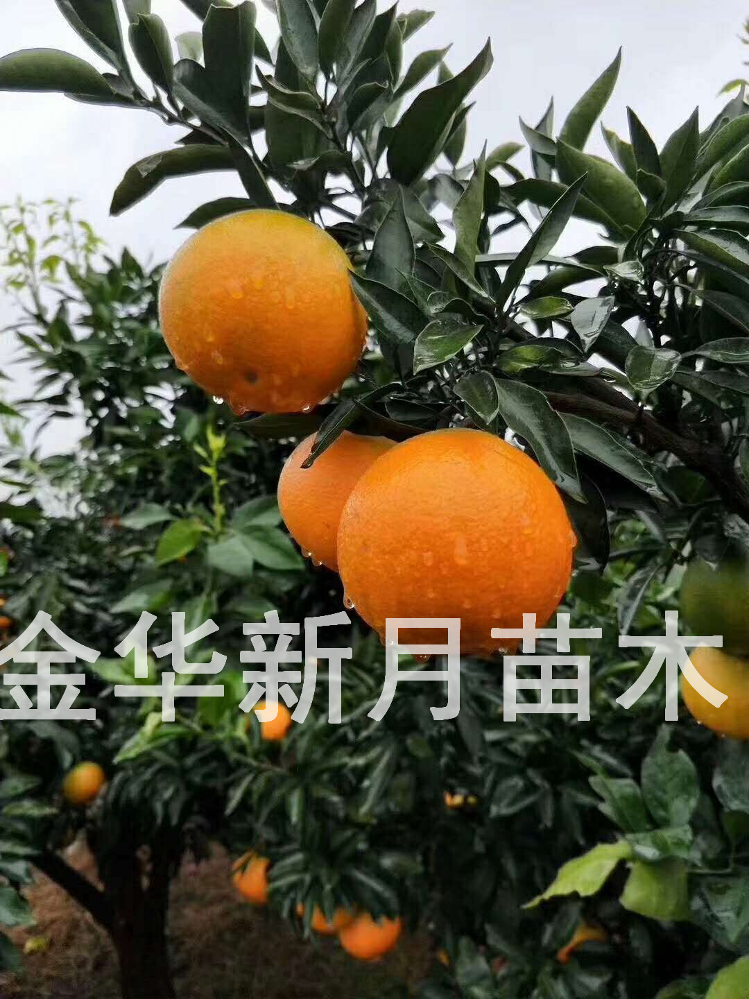 柑橘苗-浙江金华柑橘苗基地-优质柑橘苗