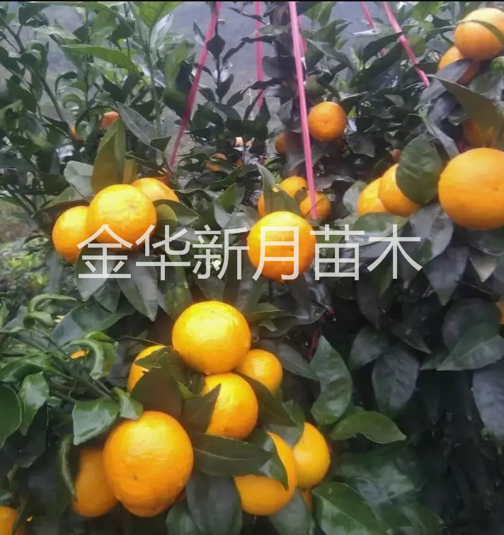 金华柑橘苗
