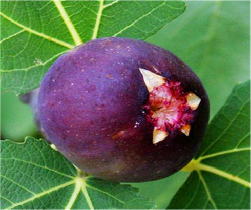 日本紫果苗种植基地,玛斯义陶芬无花果苗产地价格
