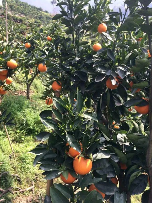 40目脐橙柑橘防虫网 可加工定制 可拼接 耐酸碱