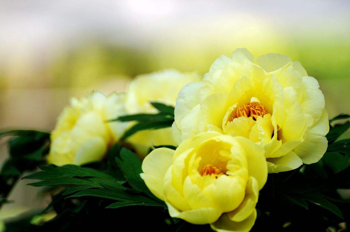 黄牡丹-一年能开两次花