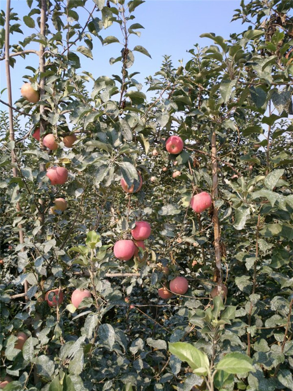 m9t337自根砧苹果树苗价格低