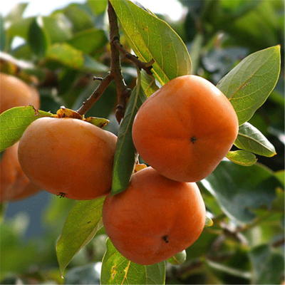 适合山区种植的柿子树苗 可以做柿饼的甜柿品种 惠农农业