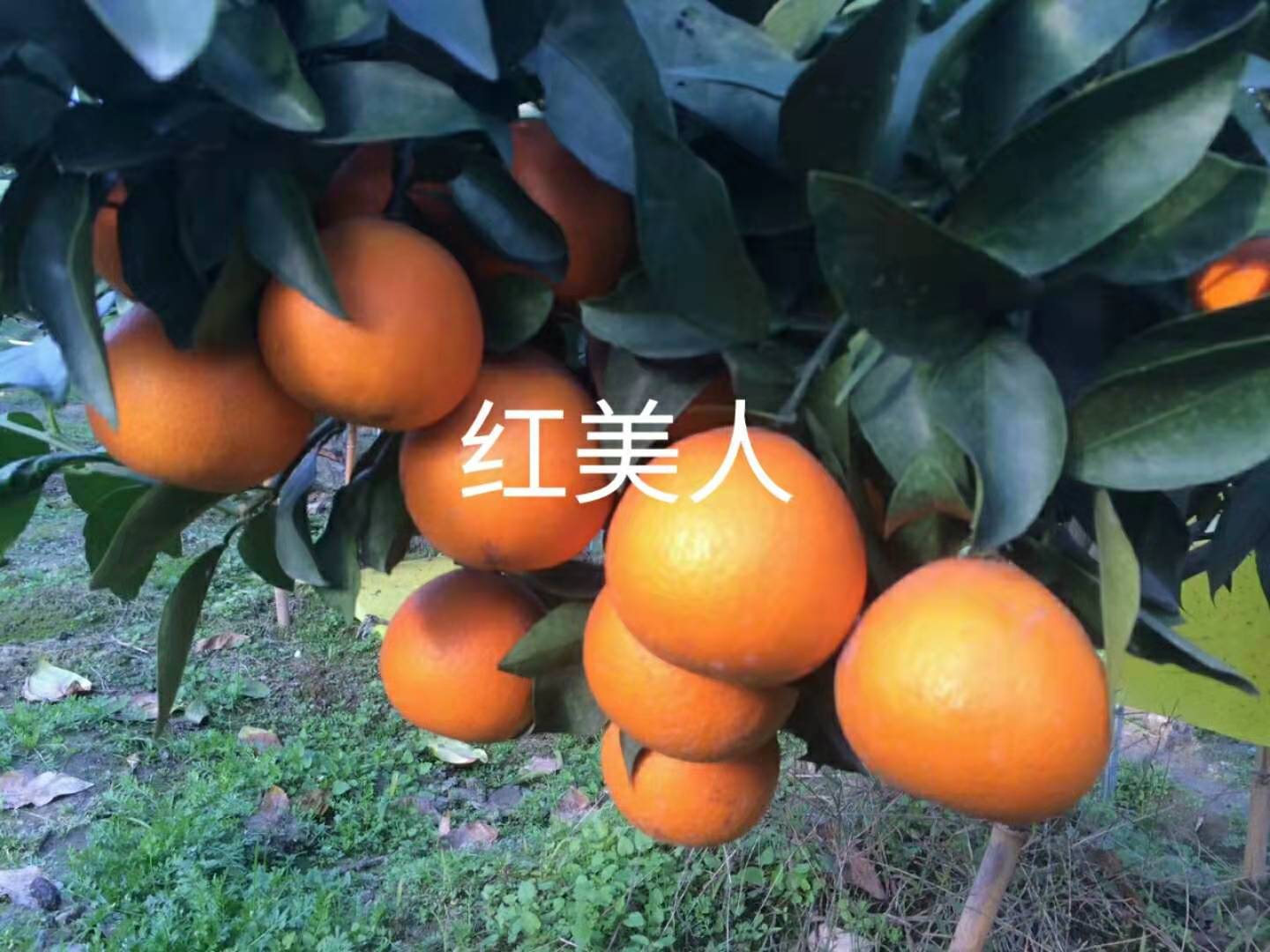 浙江柑橘苗哪家质量好 柑桔苗 成活率高