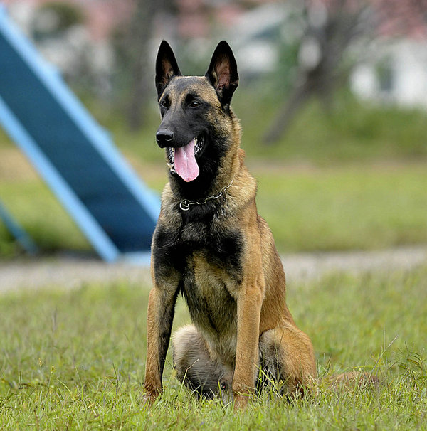 山东马犬养殖