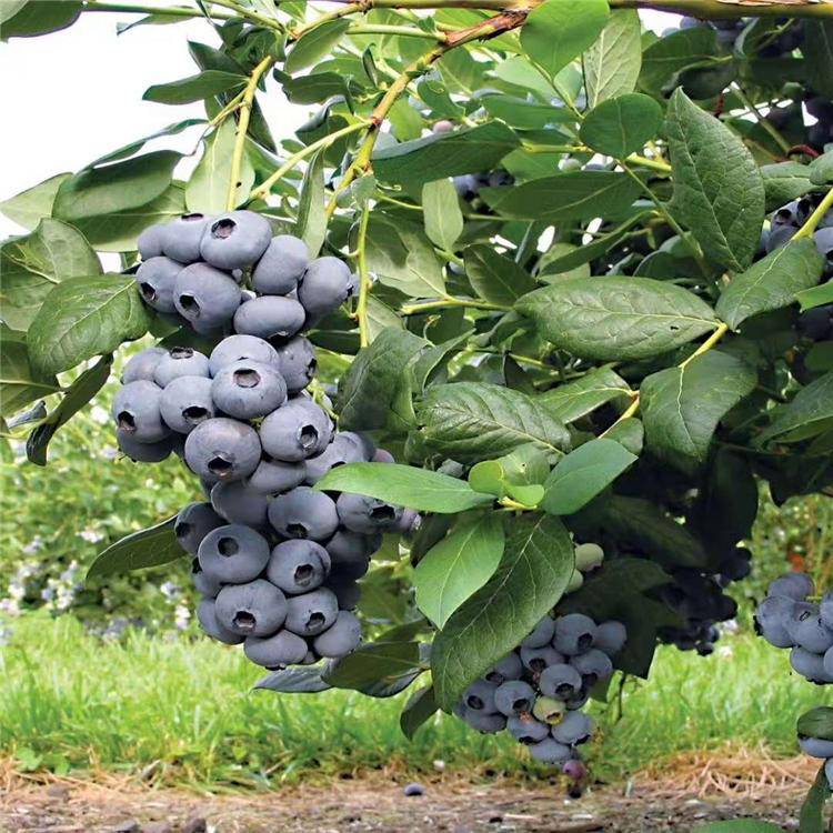 安徽能种植的蓝莓品种 **蓝莓苗 早熟珠宝蓝莓苗 天后蓝莓树苗