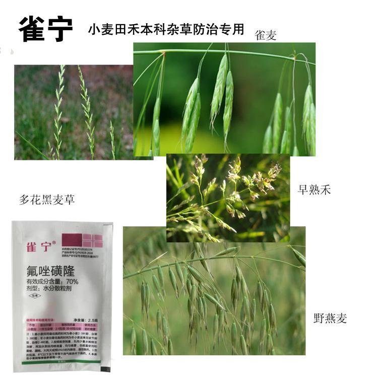 重庆市小麦除草剂燕麦雀麦早熟禾防治氟唑磺隆批发