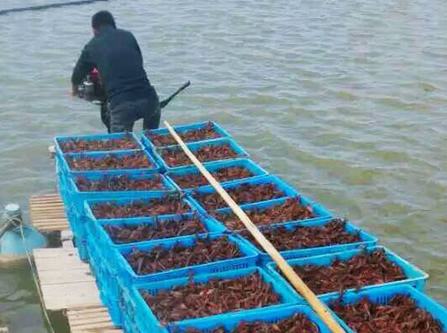 盱眙小龙虾 青虾苗 龙虾的价格是多少钱一公斤