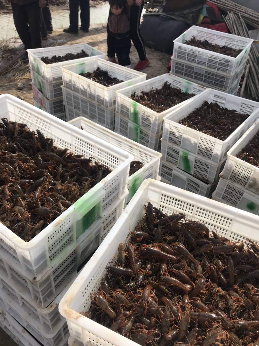 陕西小龙虾 小龙虾技术培训 龙虾价格多少钱一斤