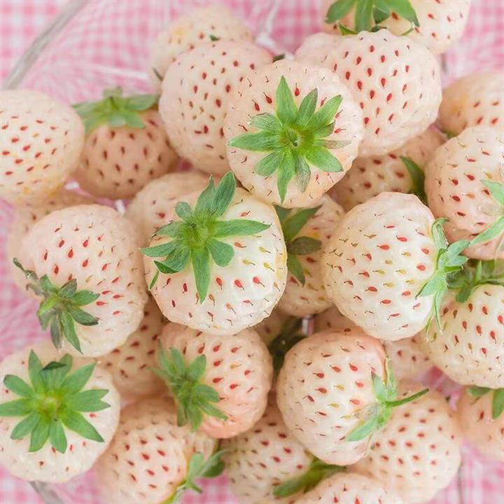 呼和浩特草莓苗廠家