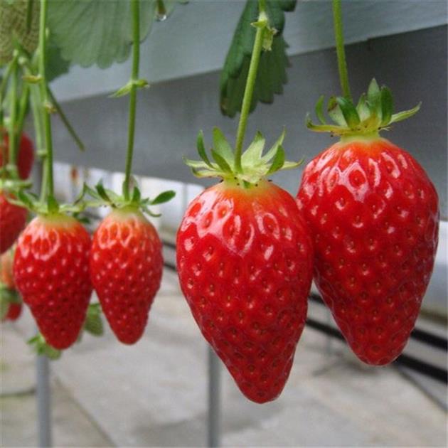 柳州草莓苗农场