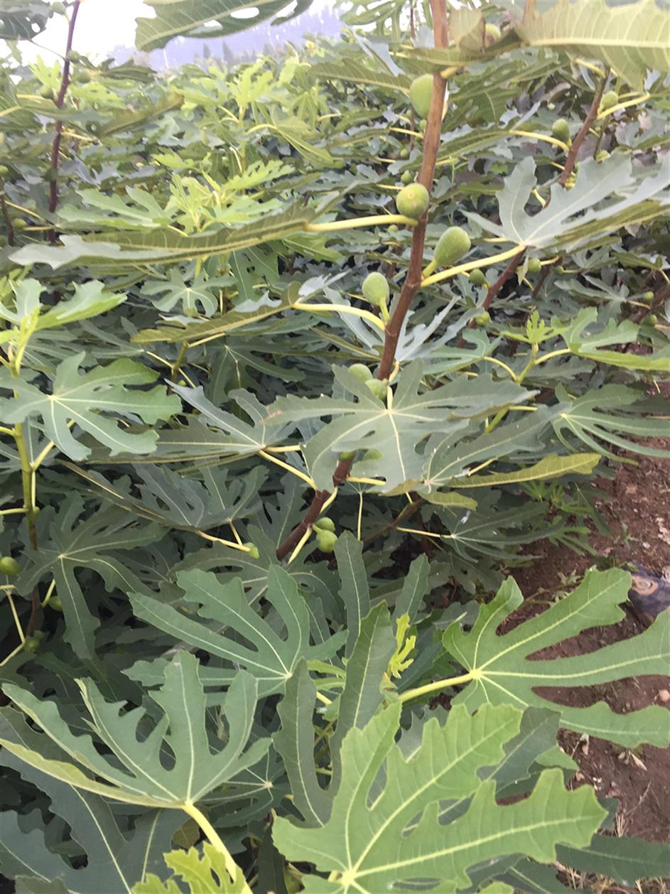 泰山無花果苗質(zhì)量好