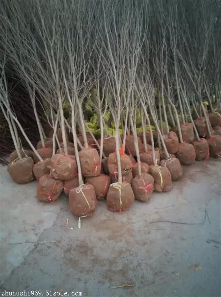 桂林石榴苗生产