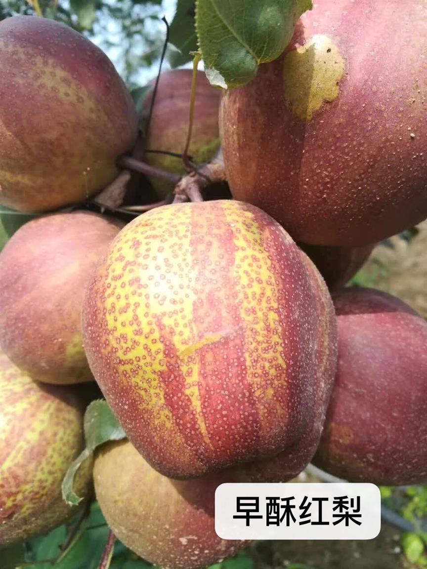 臺(tái)灣梨苗哪個(gè)牌子好