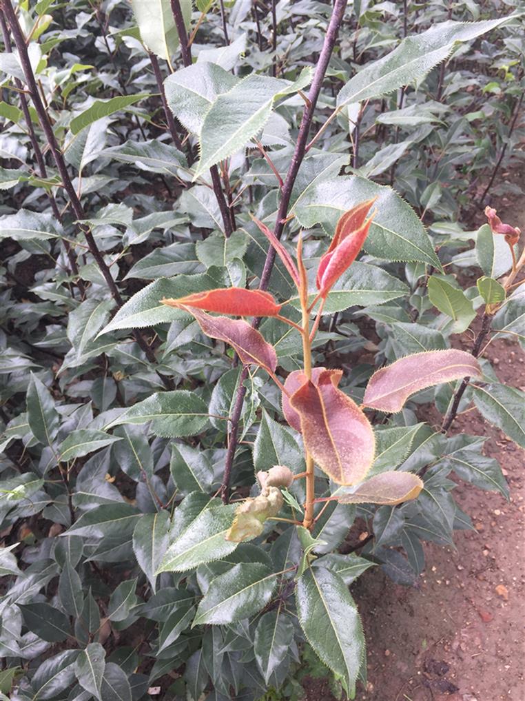 威海梨苗哪個(gè)牌子好