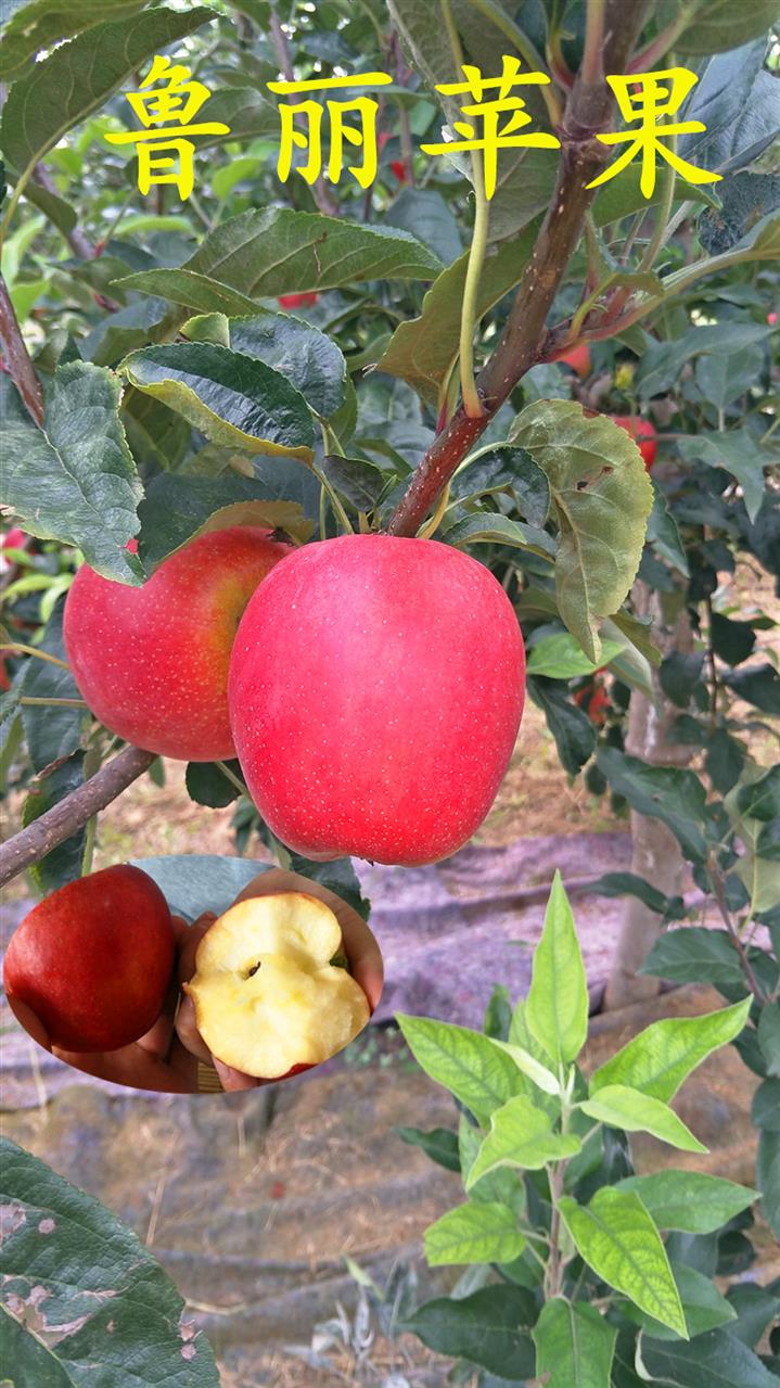 洛阳苹果苗厂商 多年除害除虫经验
