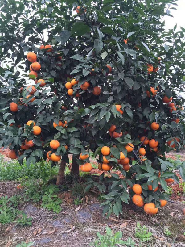 特早熟有哪些品种 云南7月份上市的柑橘名称是什么