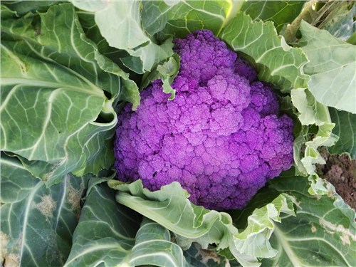 紫花菜市场前景如何 服务为先 昆明亚约燊农业科技开发供应