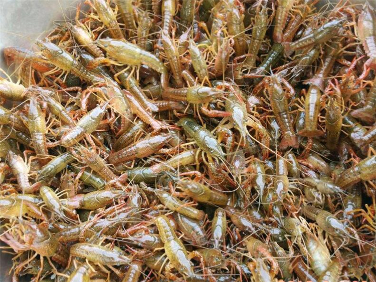 小龙虾虾苗多少钱一斤