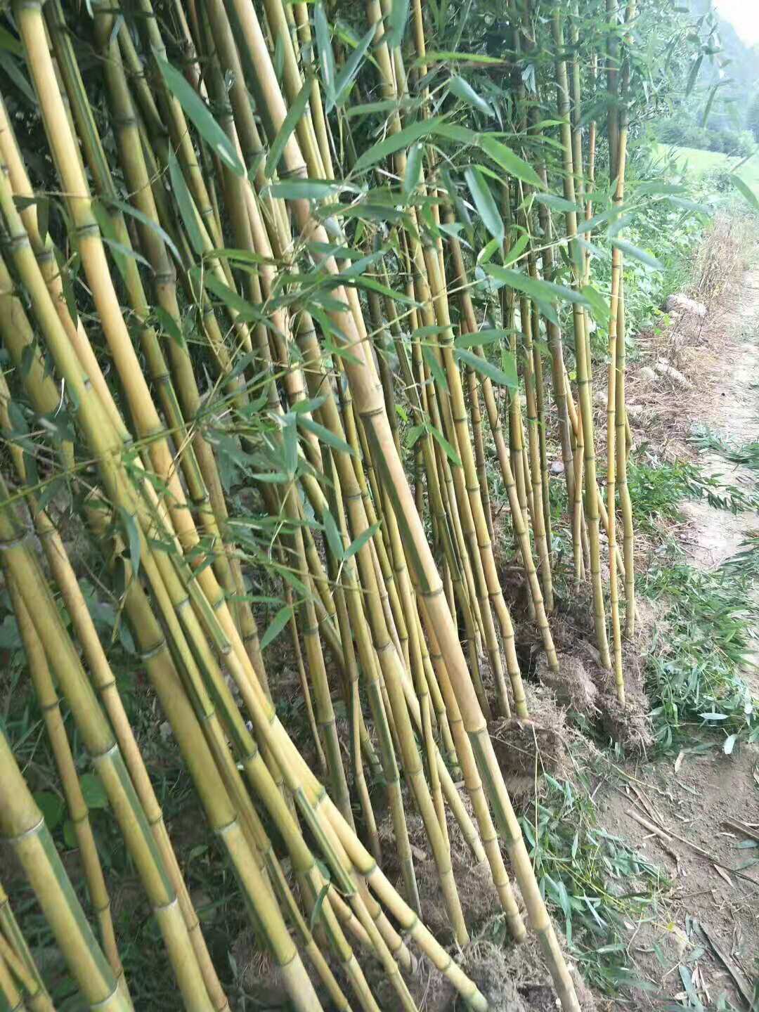 竹子之乡竹子品种多吗？