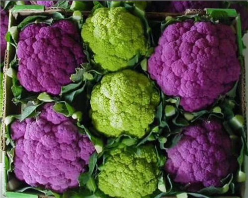 呈贡区紫花菜品牌企业 创新服务 昆明亚约燊农业科技开发供应