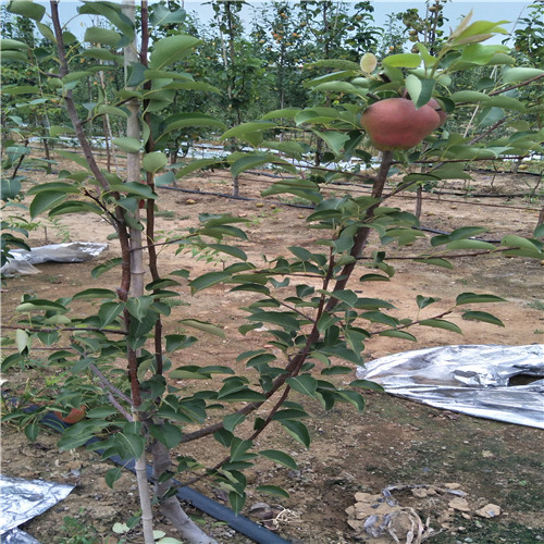 金果梨树苗 2020年金果梨树苗新品种